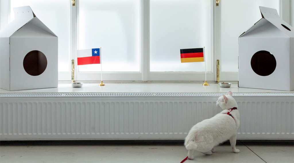 Gato Aquiles/ Heritage Museum